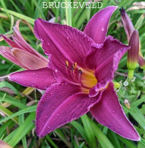 Hemerocallis 'Summerwine'