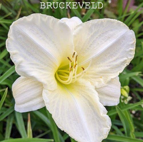 Hemerocallis 'White Temptation'