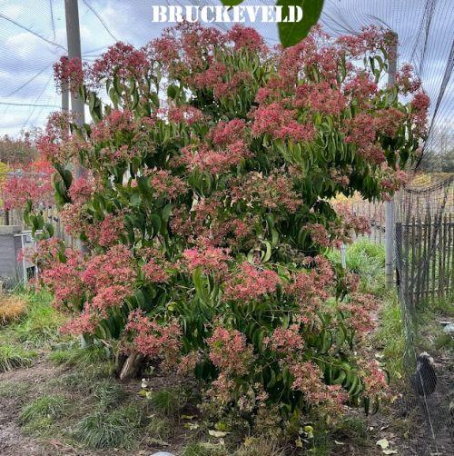 Heptacodium miconioides MEERSTAMMIG