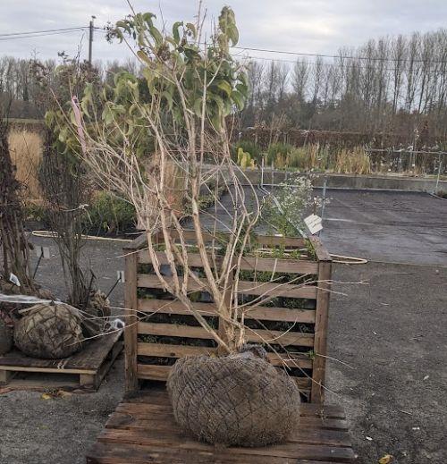 Heptacodium miconioides MEERSTAMMIG