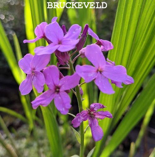 Hesperis matronalis