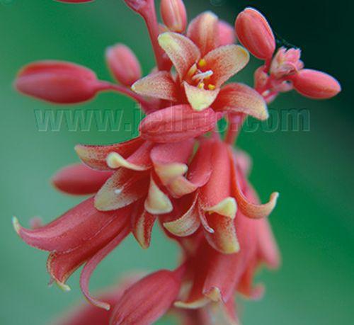 Hesperaloe parviflora