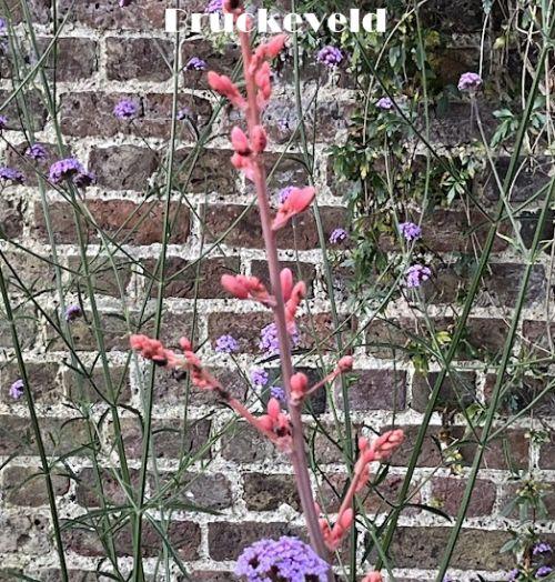 Hesperaloe parviflora