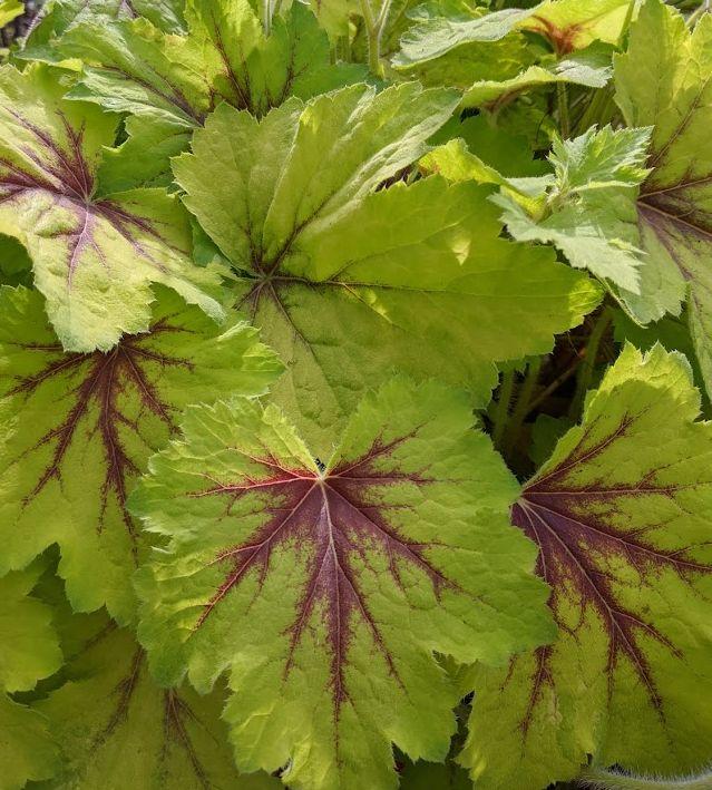 Heucherella 'Art Nouveau'