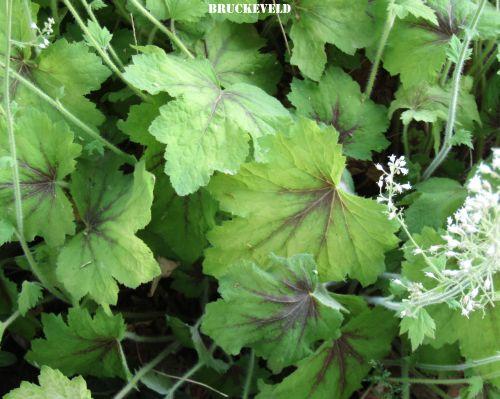 Heucherella 'Art Nouveau'