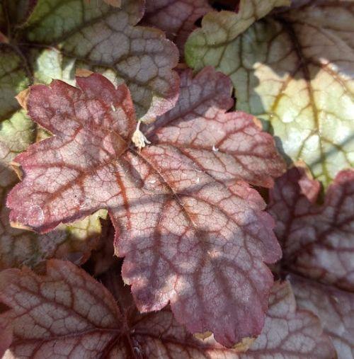Heucherella 'Art & Craft'