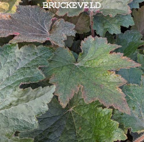 Heuchera 'Copper Dinosaur' (villosa)