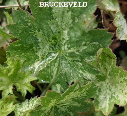 Heuchera 'Dew Drops'