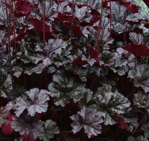 Heuchera 'WC 'Expresso'