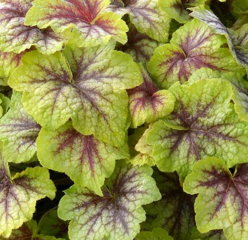 Heucherella 'Fire Frost' ®
