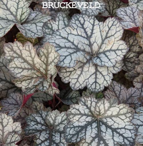 Heuchera 'Glitter'  PBR