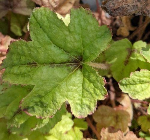 Heucherella 'Kimono' PBR