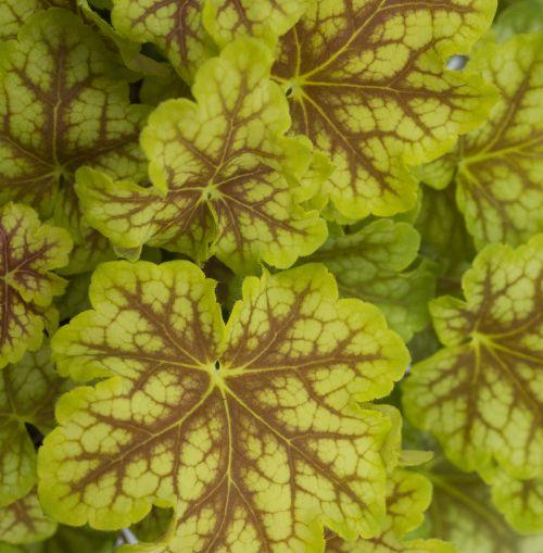 Heuchera 'WC 'Melange'
