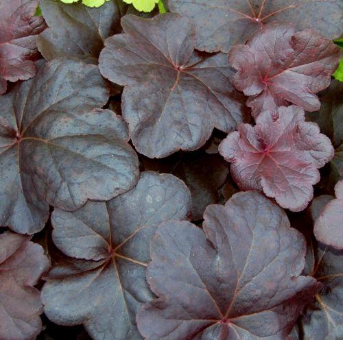 Heuchera 'Obsidian' PBR