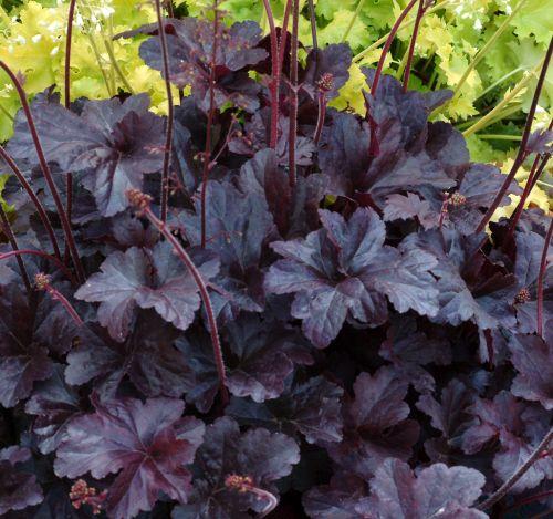 Heuchera 'Obsidian' PBR