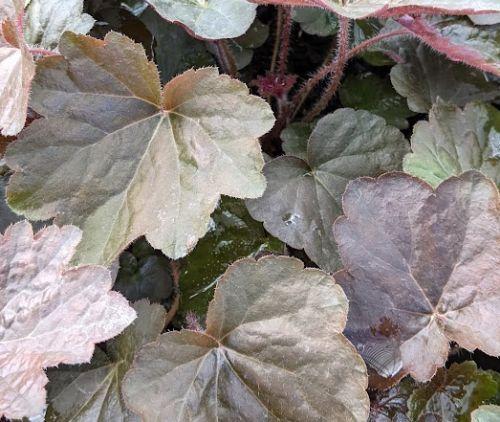 Heuchera 'Palace Purple' ( micrantha )