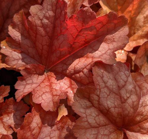 Heuchera 'Paprika' PBR