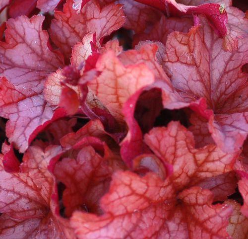 Heuchera 'Paprika' PBR