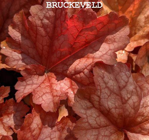 Heuchera 'Paprika' PBR