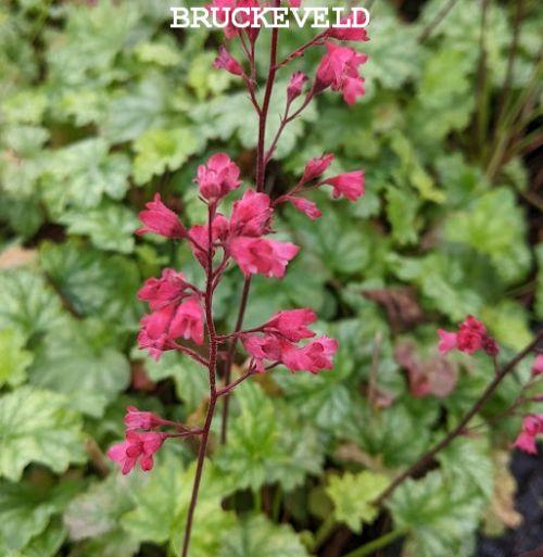 Heuchera 'Paris' PBR