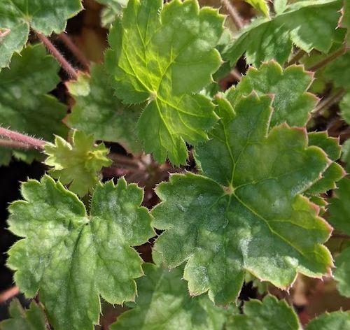Heuchera 'Princess Alice' ®