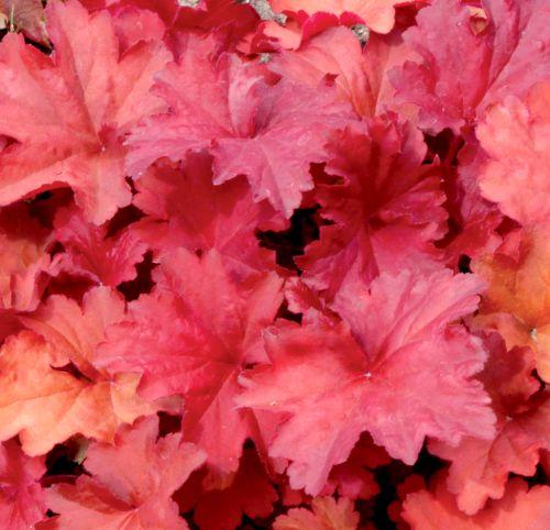 Heuchera 'Rio' ®