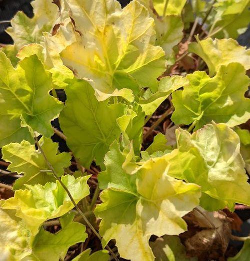 Heuchera 'WC 'Romano'