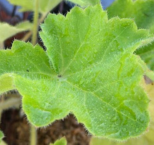 Heuchera villosa var. macrorrhiza