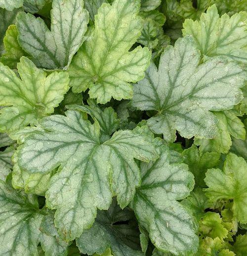 Heucherella 'White Revolution' PBR