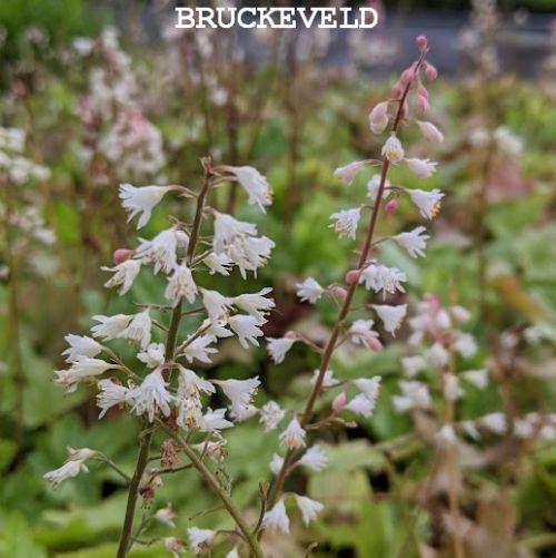 Heucherella 'White Revolution' PBR