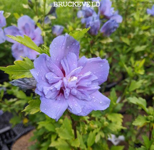 Hibiscus syr. 'Blue Chiffon'