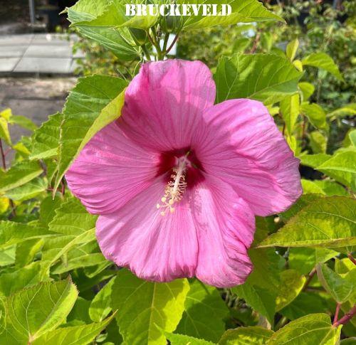 Hibiscus moscheutos 'Galaxy Pink'