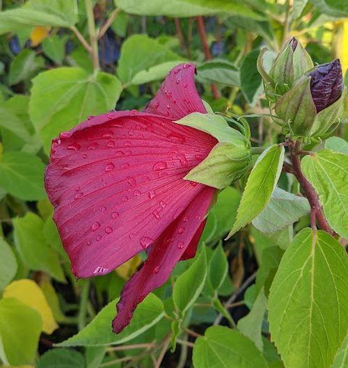 Hibiscus moscheutos 'Galaxy Red'