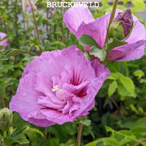 Hibiscus syr. 'Lavender Chiffon'