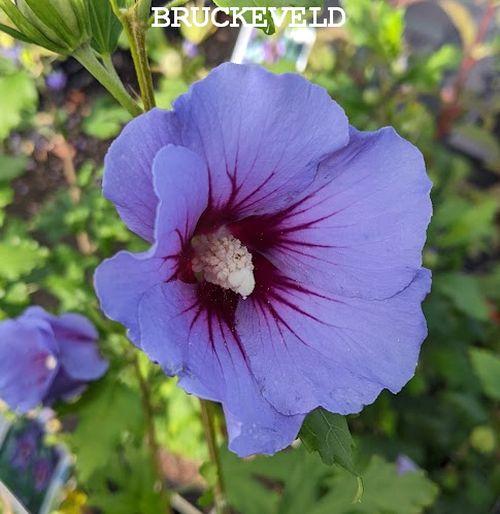 Hibiscus syr. 'Marina'