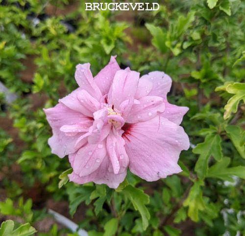 Hibiscus syr. 'Pink Chiffon'