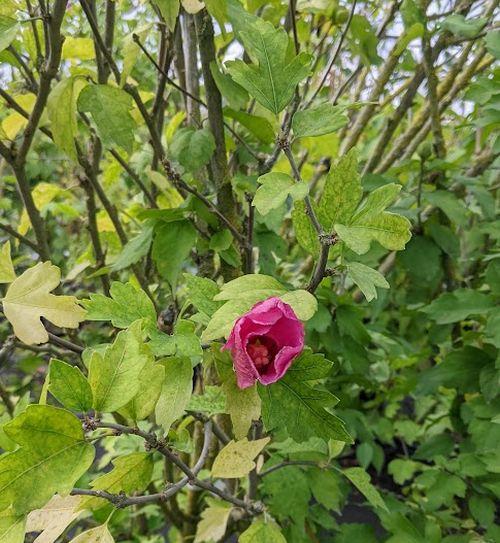 Hibiscus syr. 'Woodbridge'