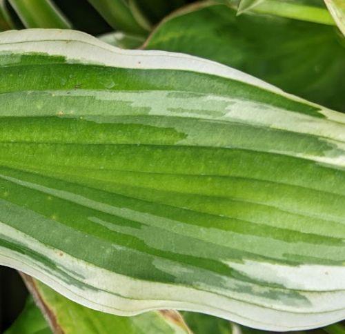 Hosta 'Albomarginata' (undulata)
