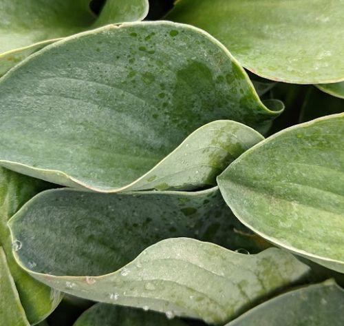 Hosta 'Blue Mouse Ears'