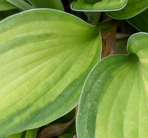 Hosta 'Gold Standard' (fortunei)