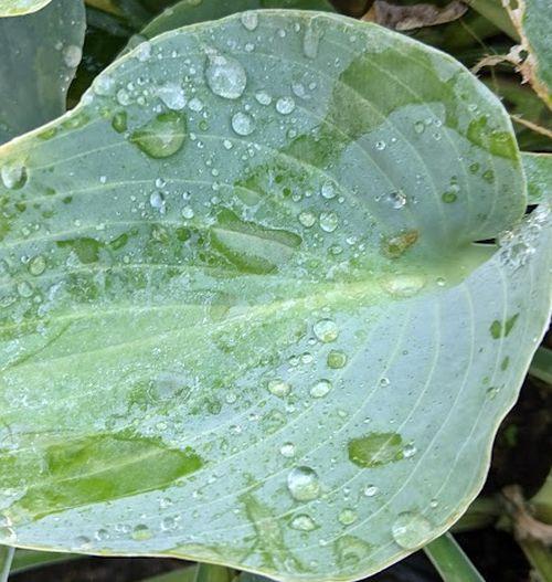 Hosta 'Hadspen Blue' (tardiana)