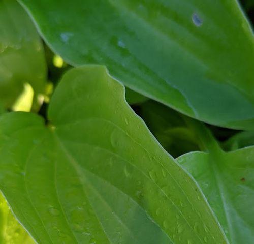 Hosta 'Honeybells'