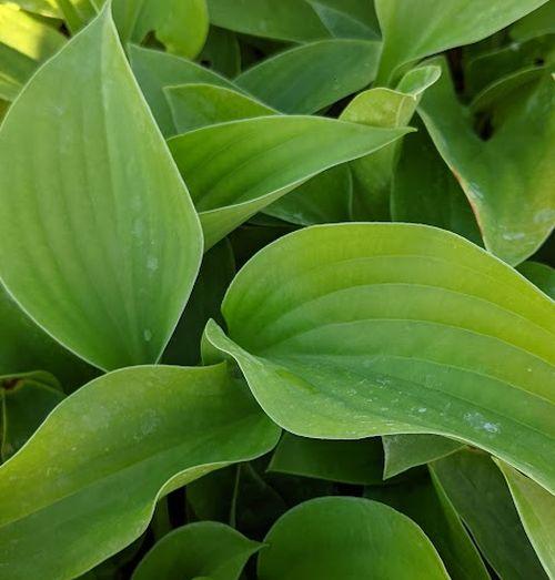 Hosta 'Jurassic Park' ®