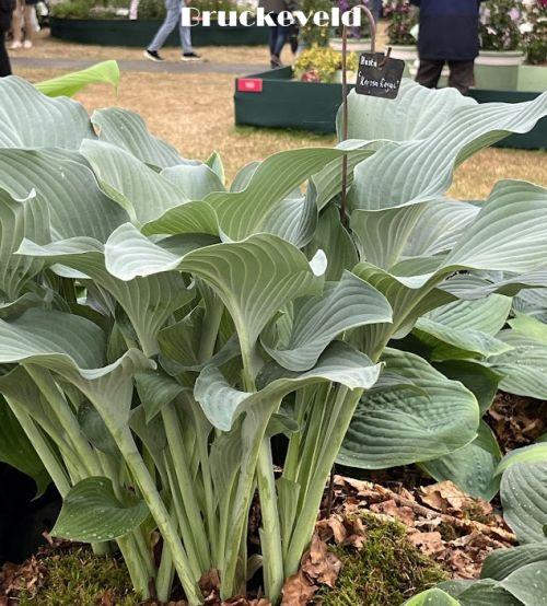 Hosta 'Krossa Regal' (nigrescens)