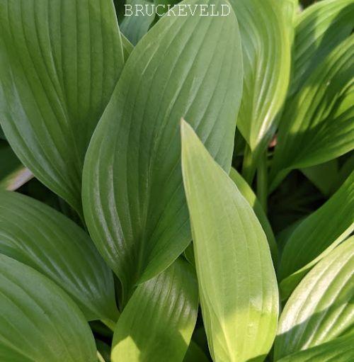 Hosta clausa var. normalis