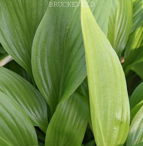 Hosta clausa var. normalis