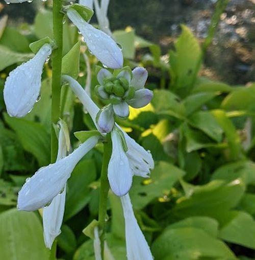 Hosta 'Royal Standard'