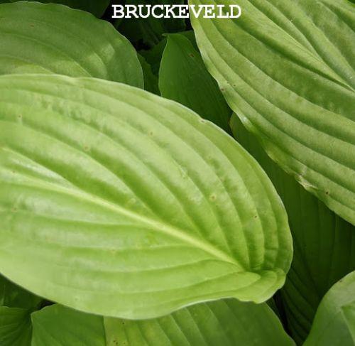 Hosta 'Sum and Substance'