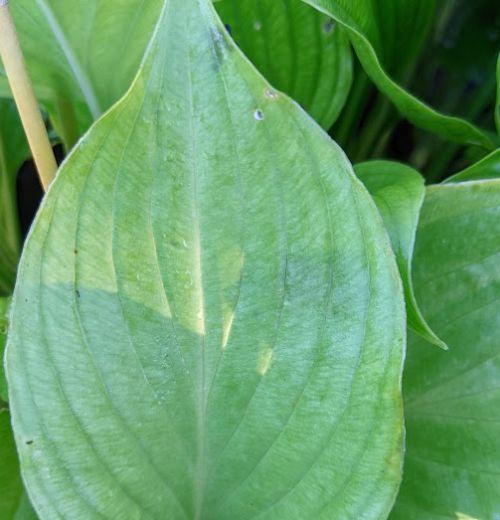 Hosta ventricosa