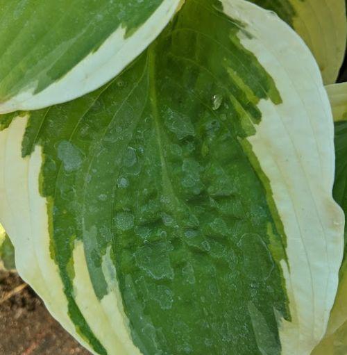 Hosta 'Wide Brim'